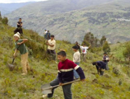 PERU’ 2007 (Parte 3) Le Forestazioni